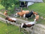 Alm über 100 ha im Salzburger Land - Alm, Immobilien-Kurz-Salzburg